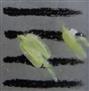  Stamens
